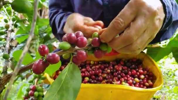 Mani che raccolgono il caffè dalla fattoria - Filmati, video
