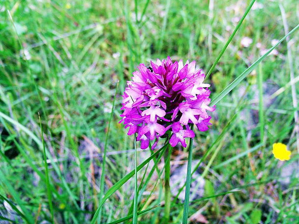 European orchid flowered in the polge Mira-Minde in central Portugal - Photo, Image