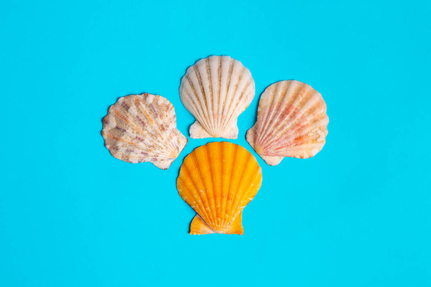 Nodipecten subnodosus. Ocean seashells on a blue background. View of a scallop. - Photo, Image
