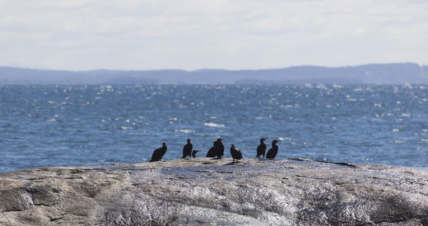 Flock of Albatrosses se sienta en la roca en Bingi Bingi pount. Bingie (n
 - Foto, imagen