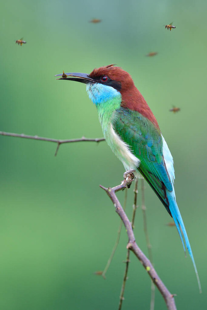 fascinated colorful bird with long tail and beaks catching flying wasp and enjoy eating on thin branch, blue-throated bee-eater (merops viridis) - Photo, Image