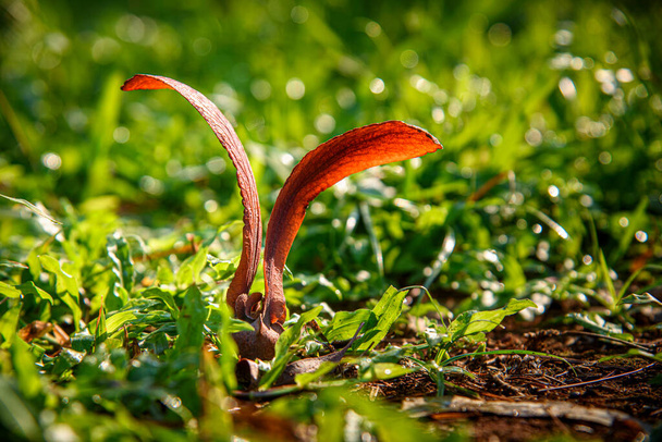 Семя Dipterocarpus alatus Roxb (Yang, Gurjan, Garjan) падает на траву. Семена Яна, Гурджана или Гарджана. - Фото, изображение