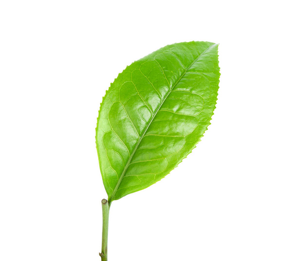 green tea leaf on white background - Zdjęcie, obraz