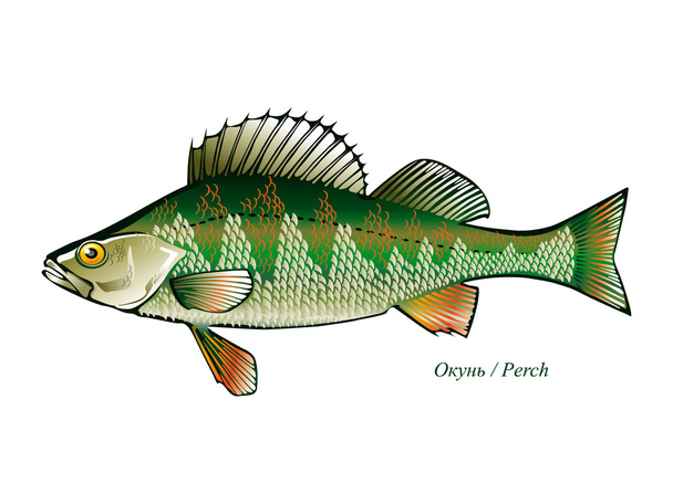 Type freshwater fish. Silhouette of fish. Isolated-background objects. Vector illustration. - Vektori, kuva