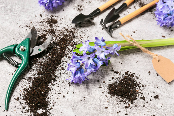 Composición con hermosas flores de jacinto y herramientas de jardinería sobre fondo claro - Foto, Imagen