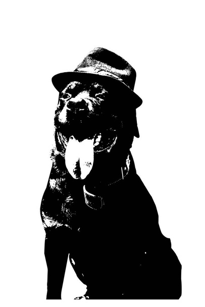 Retrato de un Rottweiler masculino de moda sobre un fondo blanco. Mascota Adulta en sombrero con boca abierta. Primer plano de la cabeza del animal con la lengua sobresaliendo. Ilustración vectorial. - Vector, imagen