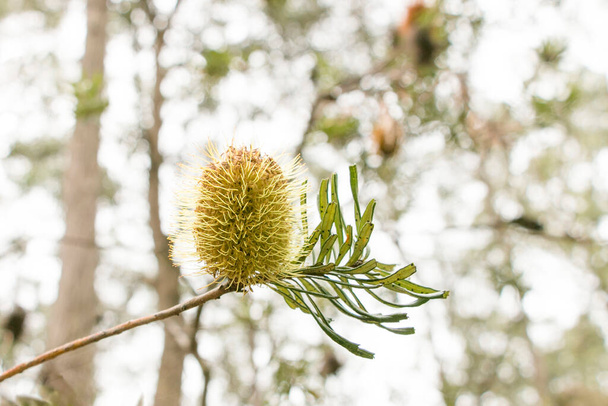 Australische goudgele banksia met ondiepe velddiepte - Foto, afbeelding