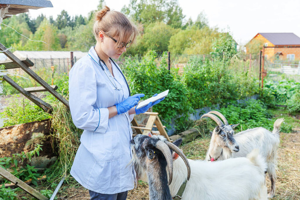 Mujer joven veterinario con tableta de computadora examinando cabra en el fondo del rancho. Médico veterinario revisa cabra en eco granja natural. Cuidado de los animales y concepto ecológico de ganadería. - Foto, imagen