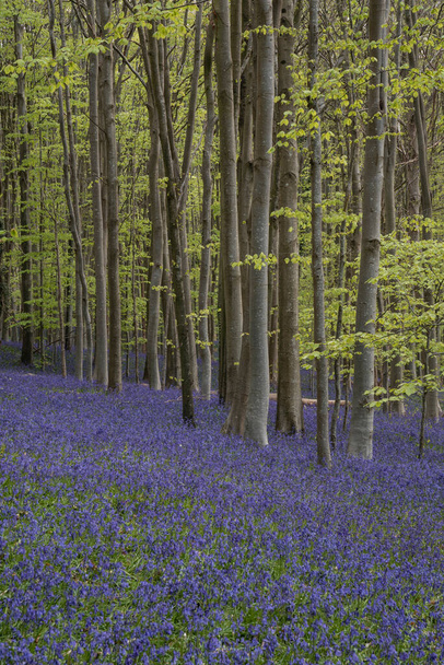 Belle lumière printanière douce dans les bois de Bluebell dans la campagne anglaise pendant le matin calme - Photo, image