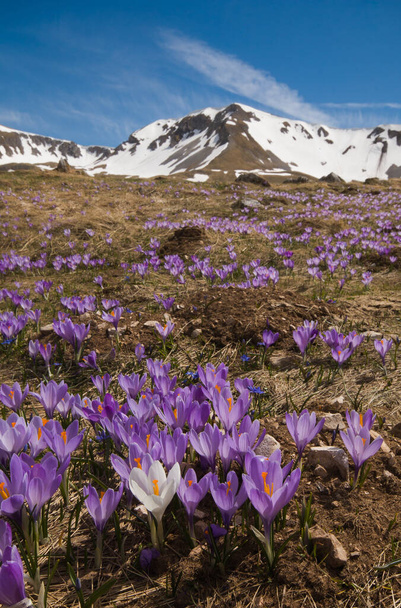 Wild italian mountains with flowering of crocus vernus - Foto, Imagem
