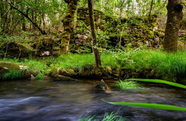 ruins of an old mill next to a stream with green grass and other vegetation. - Photo, Image