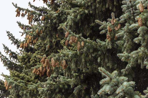 Jedlové větve pokryté kužely. Krajina ruského jehličnatého lesa. - Fotografie, Obrázek