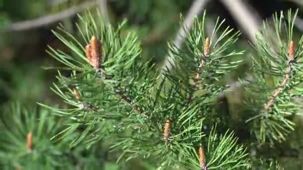 ramas de abeto con conos jóvenes en un día de primavera - Imágenes, Vídeo