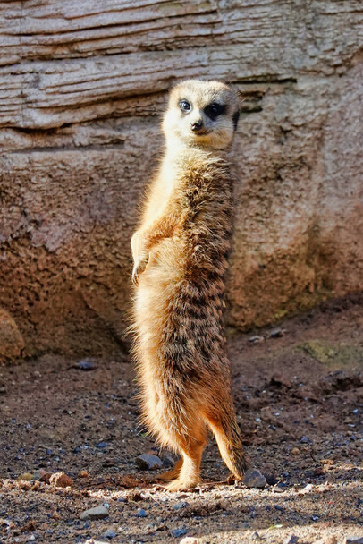 A vertical shot of an adorable suricate standing on its hind legs near the rock - Foto, immagini