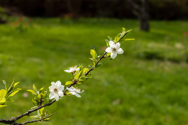 Branch of Myrobalan plum (Prunus cerasifera) flowers at bright green garden background. White cherry plum blossoming at sunny spring day. Spider web at blooming branch - Photo, Image