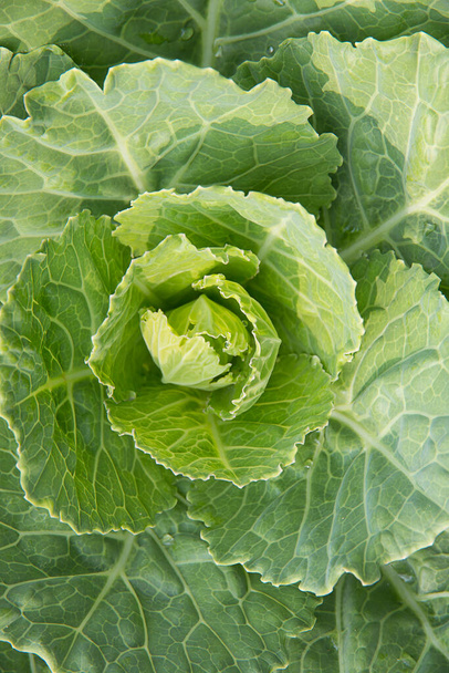 Chinese cabbage in a vagetable garden. - Photo, Image