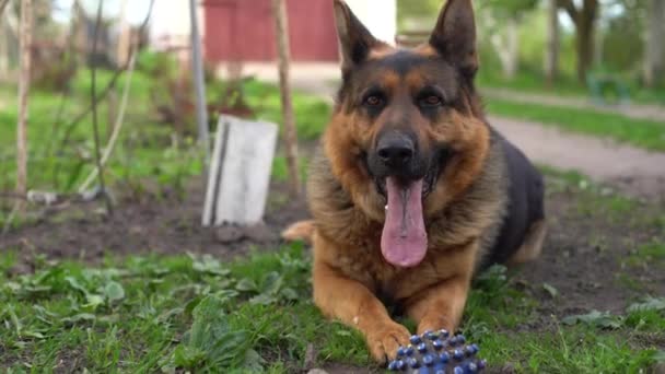 German Shepherd Dog muerde y destruye una pelota para jugar - Metraje, vídeo