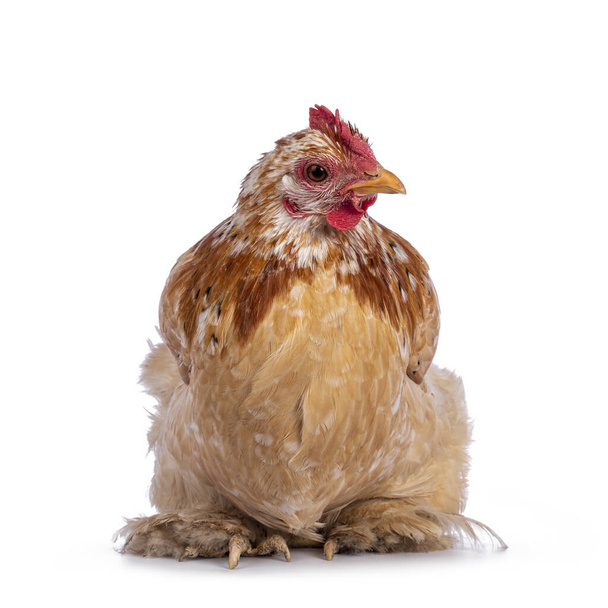 Buff mille fleur Cochin bantam chicken, sitting facing front. Looking curious to camera. Isolated on a white background. - Foto, afbeelding