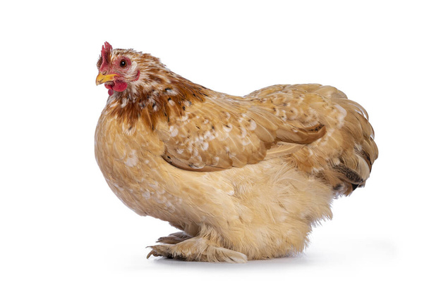 Buff mille fleur Cochin bantam chicken, sitting side ways. Looking curious to camera. Isolated on a white background. - 写真・画像