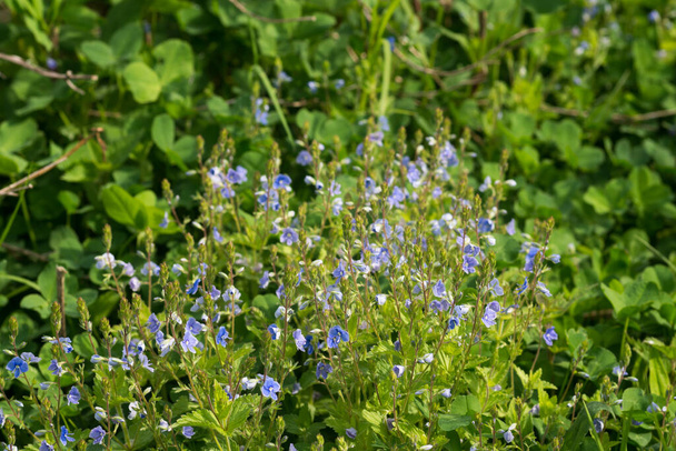 Veronica chamaedrys, germander speedwell blue flowers in spring meadow closeup selective focus - Photo, Image