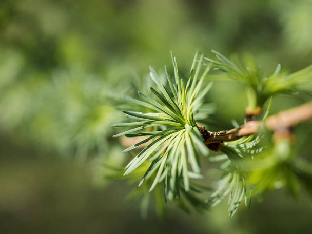 Nahaufnahme der neuen jungen Blätter der Lärche. Kleine grüne flauschige Igel auf einem Ast. Lärche im Wald. Selektiver Fokus - Foto, Bild