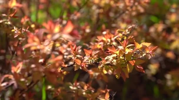 Closeup nature view of orange leaf of Forsythia on sunlight with copy space - Footage, Video
