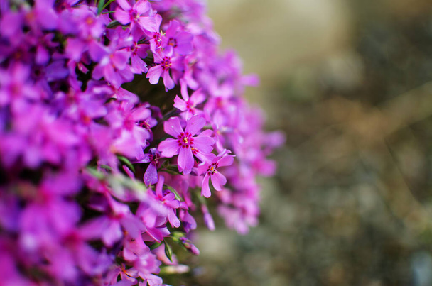 Petites fleurs de phlox pour la décoration de jardin de printemps par une journée ensoleillée
 - Photo, image