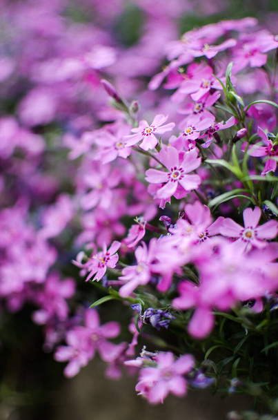 Small phlox flowers for spring garden decoration on a sunny day - Photo, Image