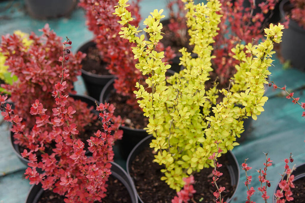 Two barberry bushes in garden center. Red and yellow berberis in greenhouse. - Photo, Image