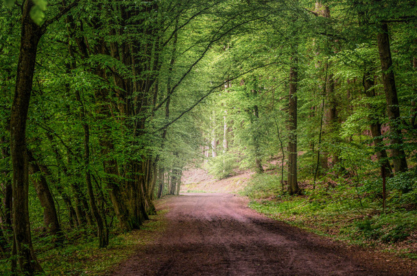 Percorso naturalistico verso la luce in una verde foresta oscura - Foto, immagini