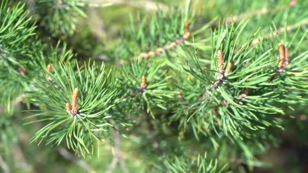 ramas de abeto con conos jóvenes en un día de primavera - Metraje, vídeo