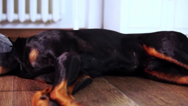 Un perro medio dormido doberman enfermo en un collar electrónico está tirado en el suelo en primer plano - Imágenes, Vídeo