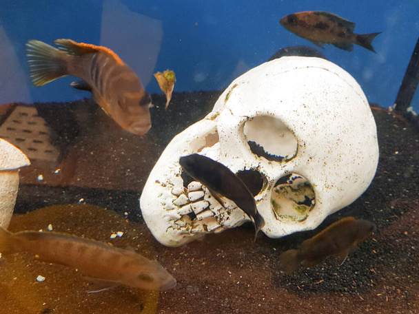 Череп на дно піщаного океану з невеликою рибою, що очищає деякі кістки
 - Фото, зображення