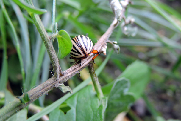 茎の上を歩くコロラドのジャガイモの甲虫のクローズアップ - 写真・画像