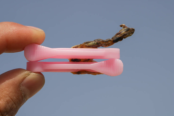 Cordón umbilical seco de niña, clip rosa en el cordón umbilical de niña, cordón umbilical en la mano - Foto, imagen