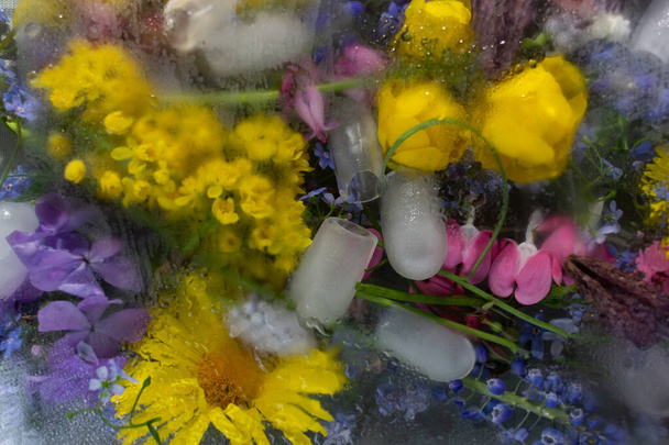 Floral background with spring flowers yellow and blue under the frosted glass with dew drops - 写真・画像