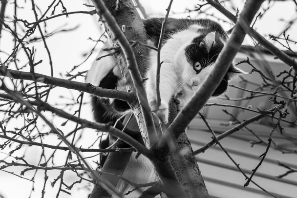 Un beau jeune chat adulte noir et blanc avec de grands yeux brouille sur un arbre dans le jardin en automne - Photo, image