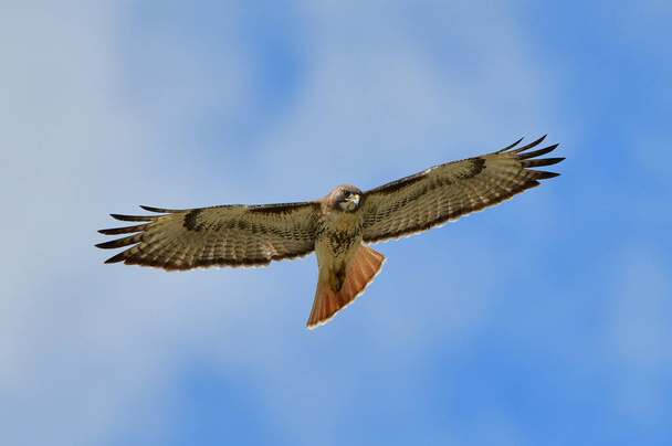 γεράκι με κόκκινη ουρά (Buteo jamaicensis) που πετάει στον γαλάζιο ουρανό ενώ κοιτάζει προς τα κάτω - Φωτογραφία, εικόνα