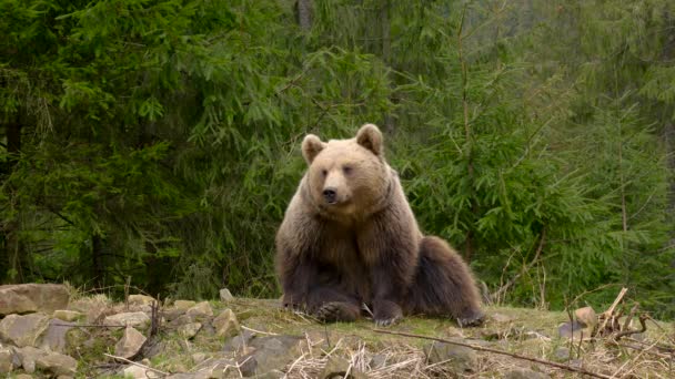 Χαριτωμένη αρκούδα κάθεται στο δάσος - Πλάνα, βίντεο