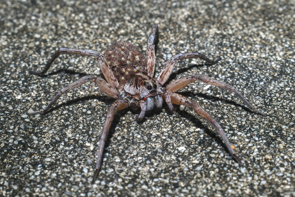 Hembra Hogna carolinensis, comúnmente conocida como la araña lobo Carolina en la carretera con bebés en la espalda o el abdomen piernas abiertas pierna delantera faltante Dunnellon Florida - Foto, Imagen