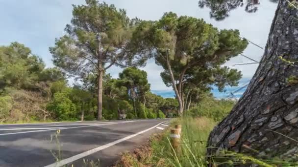 Ocupada carretera con coches y ciclistas time-lapse con pinos - Imágenes, Vídeo