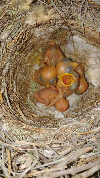 Восточный логгерхед кричит (Lanius ludovicianus) Дети птенцов в гнезде, рот открыт, голоден, дневные птенцы ждут еды - Фото, изображение