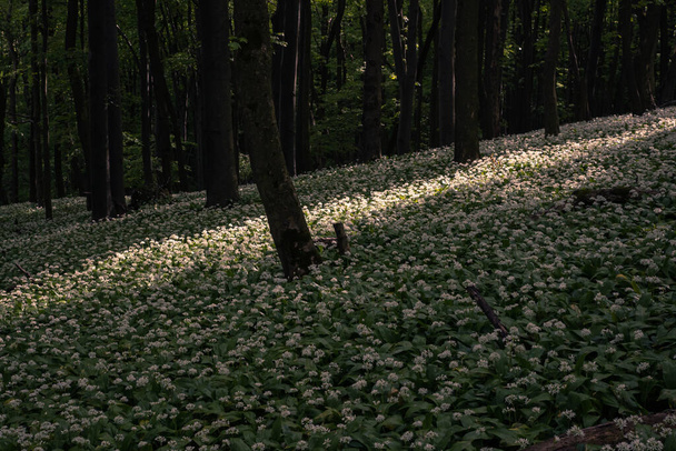 Το φως διεισδύει στο σκοτεινό δάσος και φωτίζει το ανθισμένο σκόρδο αρκούδας - Φωτογραφία, εικόνα