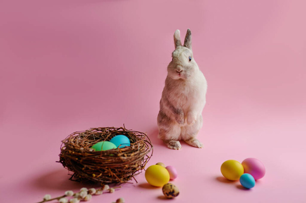 Colorful easter eggs and rabbit on pink background. Paschal food, event decoration, spring holiday celebration symbol - Zdjęcie, obraz