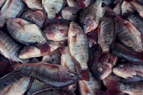 Πολλά διαφορετικά είδη ψαριών στην αγορά.. - Φωτογραφία, εικόνα