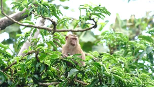 Schöne Aufnahmen von Affen, die auf einem Baum im Regenwald sitzen - Filmmaterial, Video