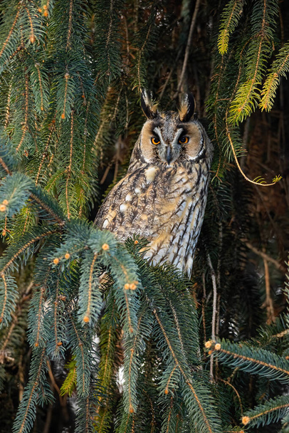 Ağaca tünemiş güzel turuncu gözleri ve tüyleri olan uzun kulaklı baykuş. - Fotoğraf, Görsel