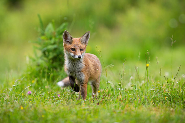 Little red fox cub walking on blooming glade in summer - Photo, Image