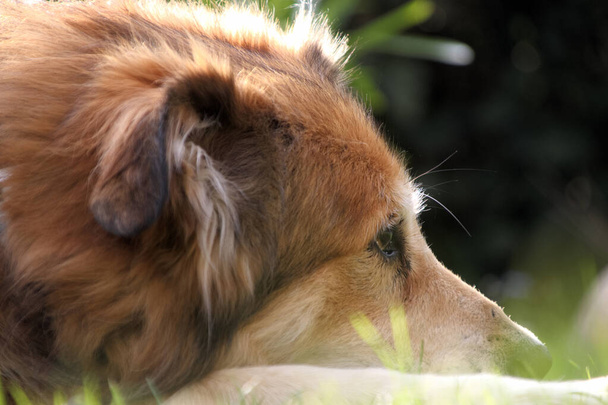 Portrait d'un chien roumain de race mixte dans le jardin au printemps - Photo, image