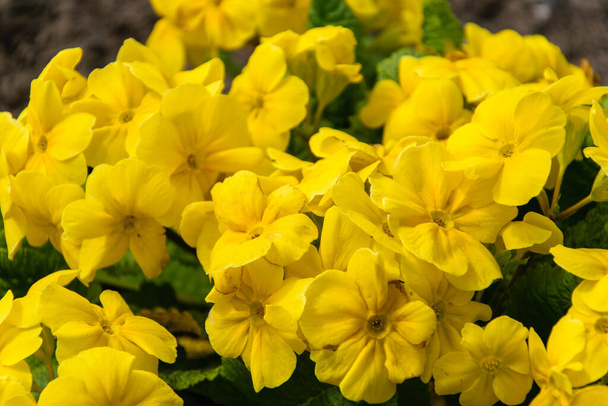 Verschwommene gelbe Primel, Primel vulgaris, Blüte in Nahaufnahme. - Foto, Bild
